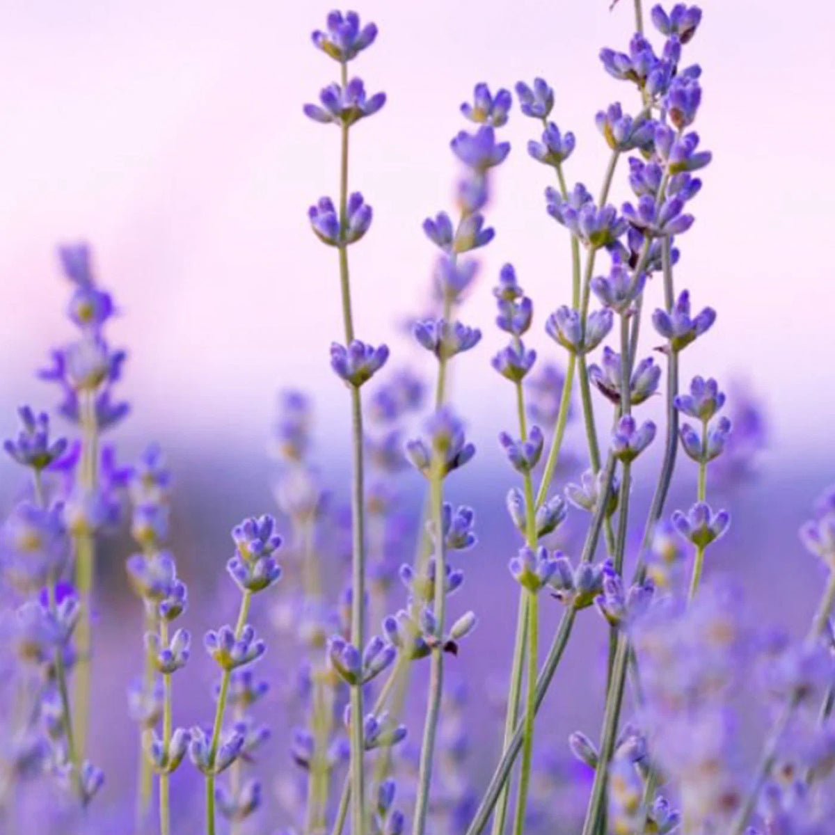Lavender Mini Hand Cream