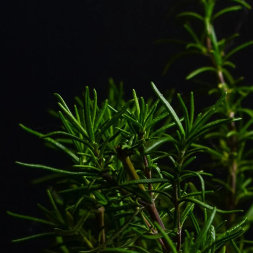 Mint Rosemary Lip Balm
