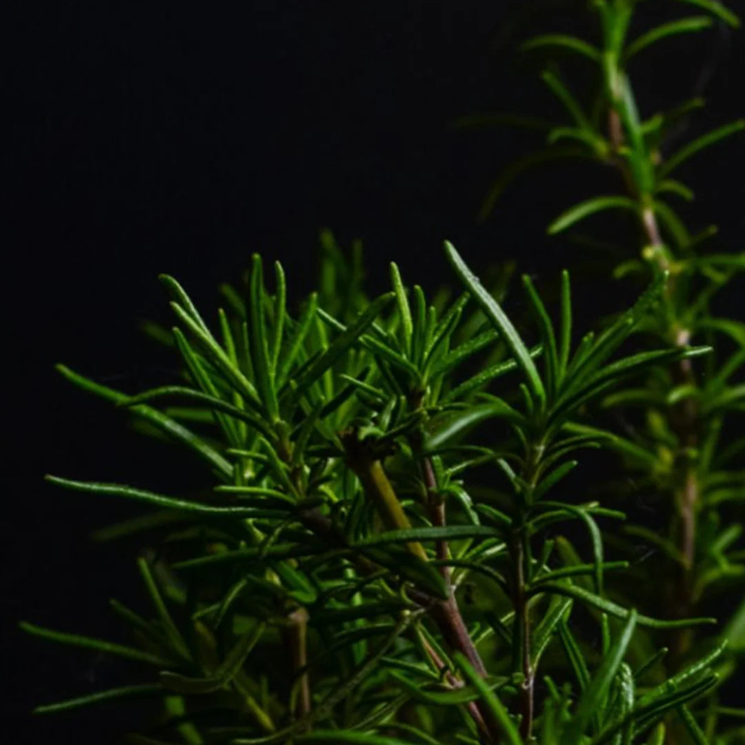 Mint Rosemary Lip Balm