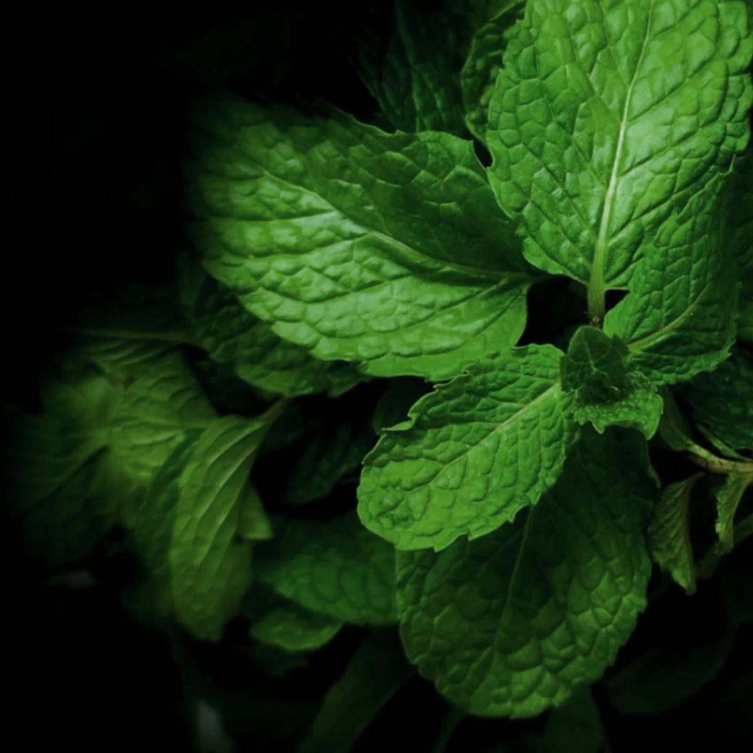 Mint Rosemary Lip Balm